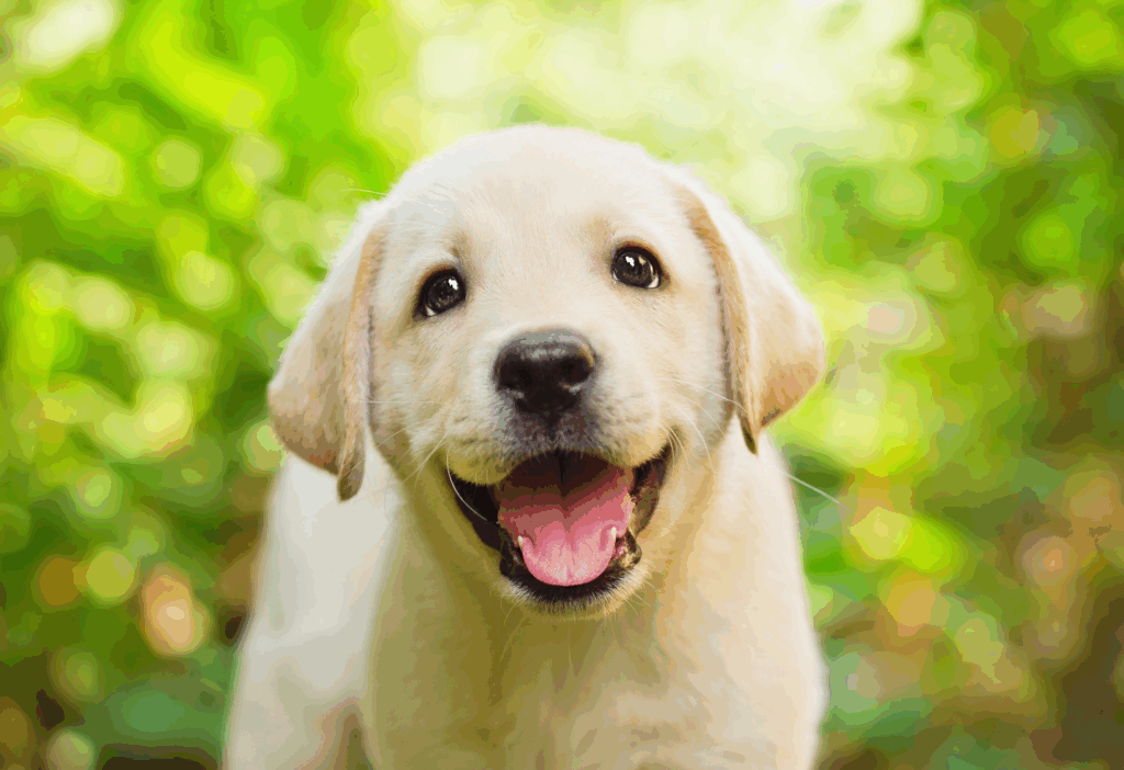 día internacional del perro
