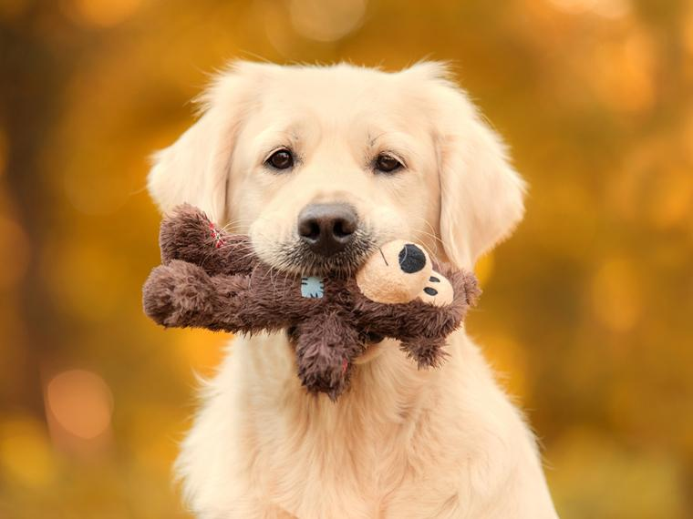 dia internacional del perro