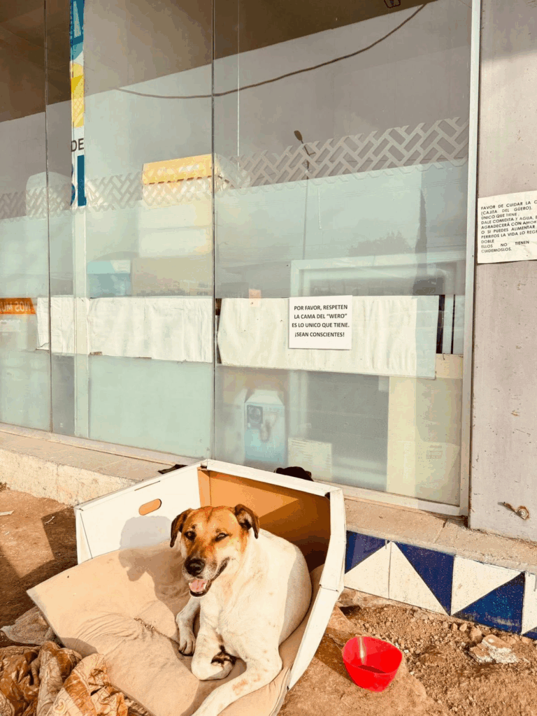 “El Güero”, perrito que vive en la terminal Margaritas del RUTA Línea 2 en Puebla, se ha ganado el cariño de vecinos y usuarios. Piden respetar su camita y tratarlo con amor.
