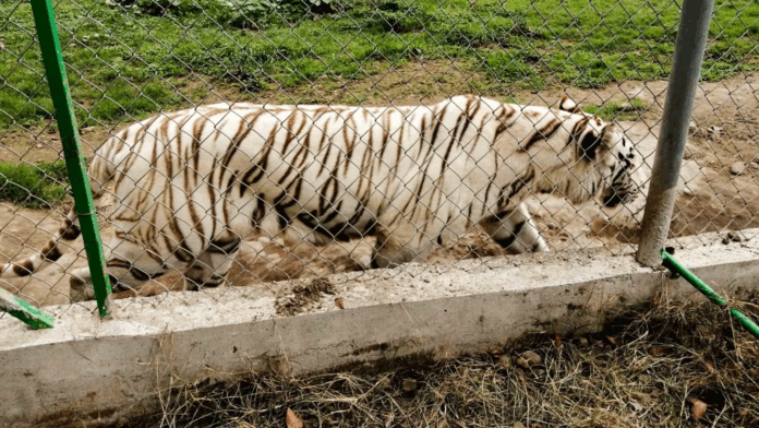 El tigre de Bengala que huyó del Parque Animalia en Xicotepec tras las lluvias fue hallado muerto bajo troncos y raíces tras el desbordamiento del río San Marcos.