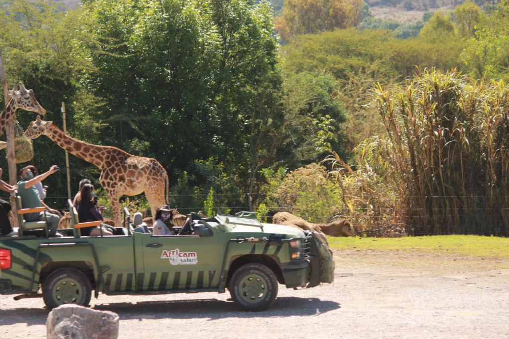 africam safari