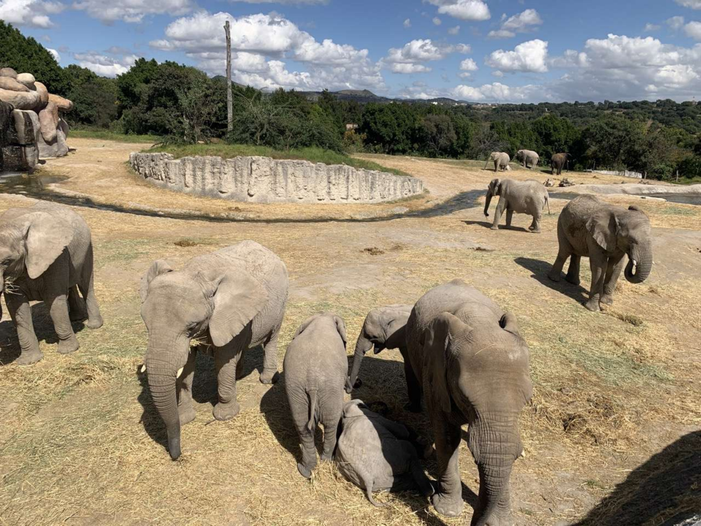 africam safari