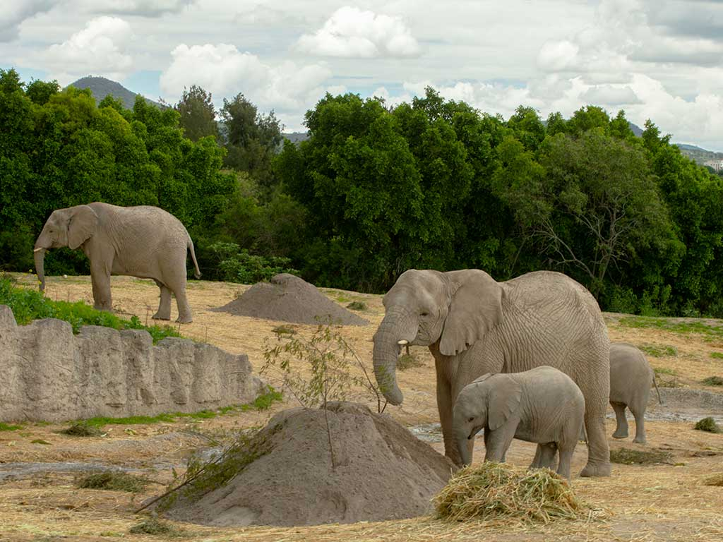 africam safari
